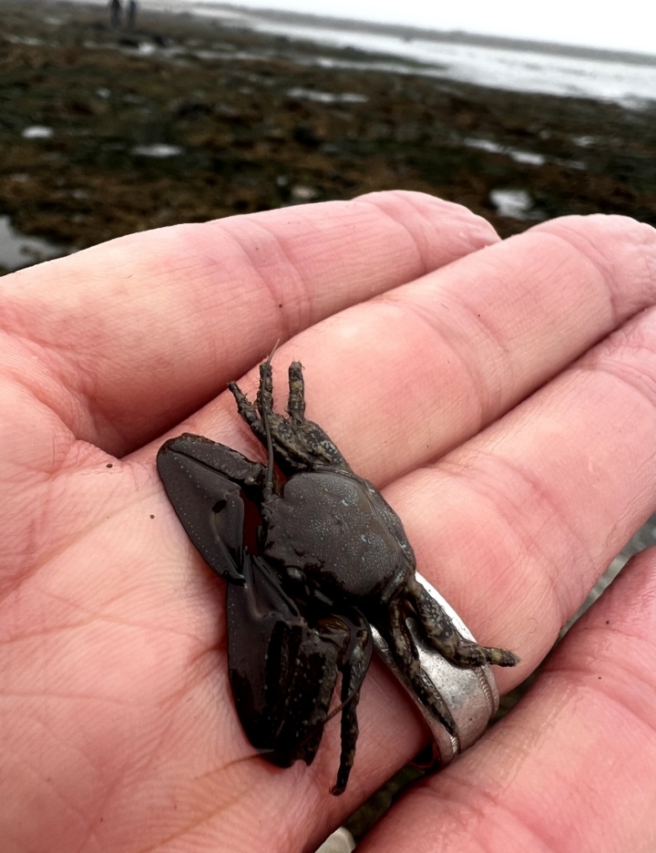 Porcelain Crab